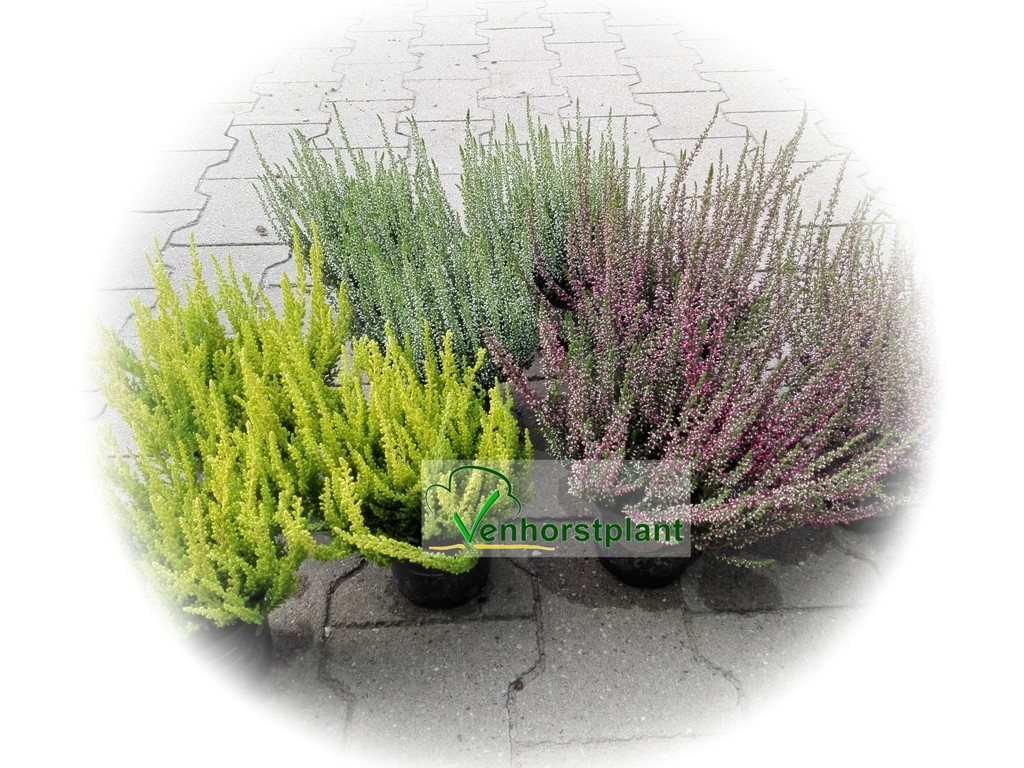 Calluna vulgaris Venhorstplant