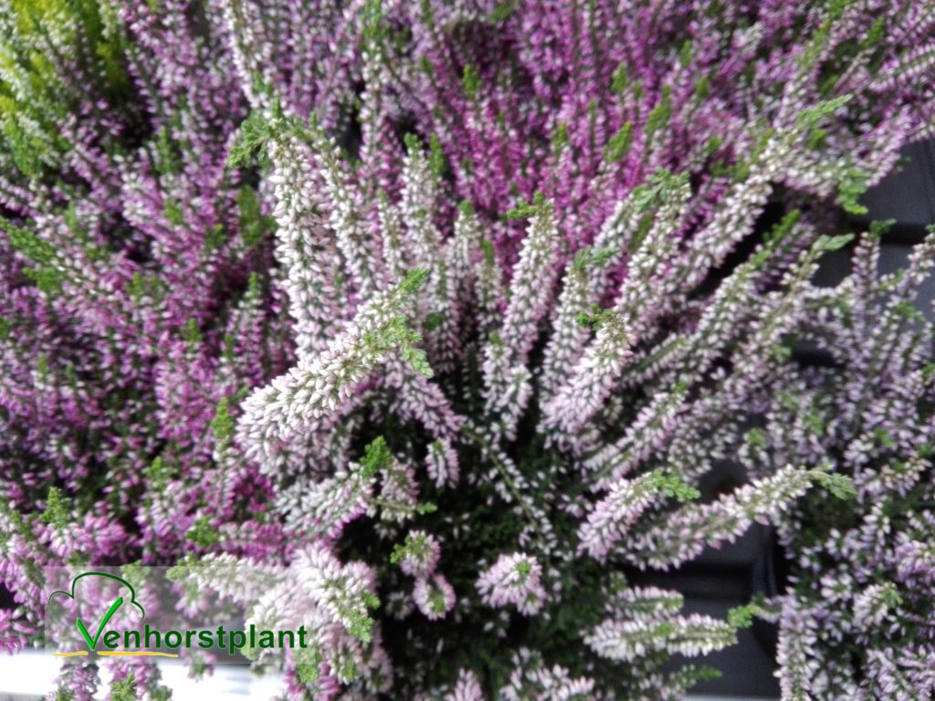 Calluna vulgaris Venhorstplant