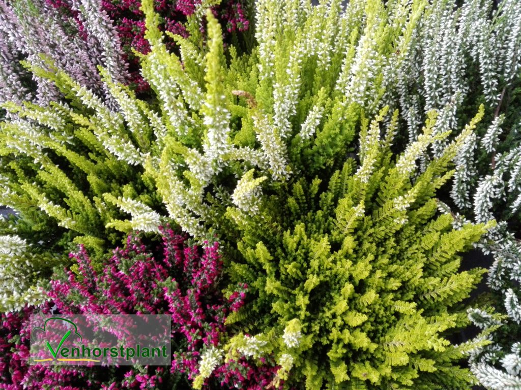 Calluna vulgaris Venhorstplant